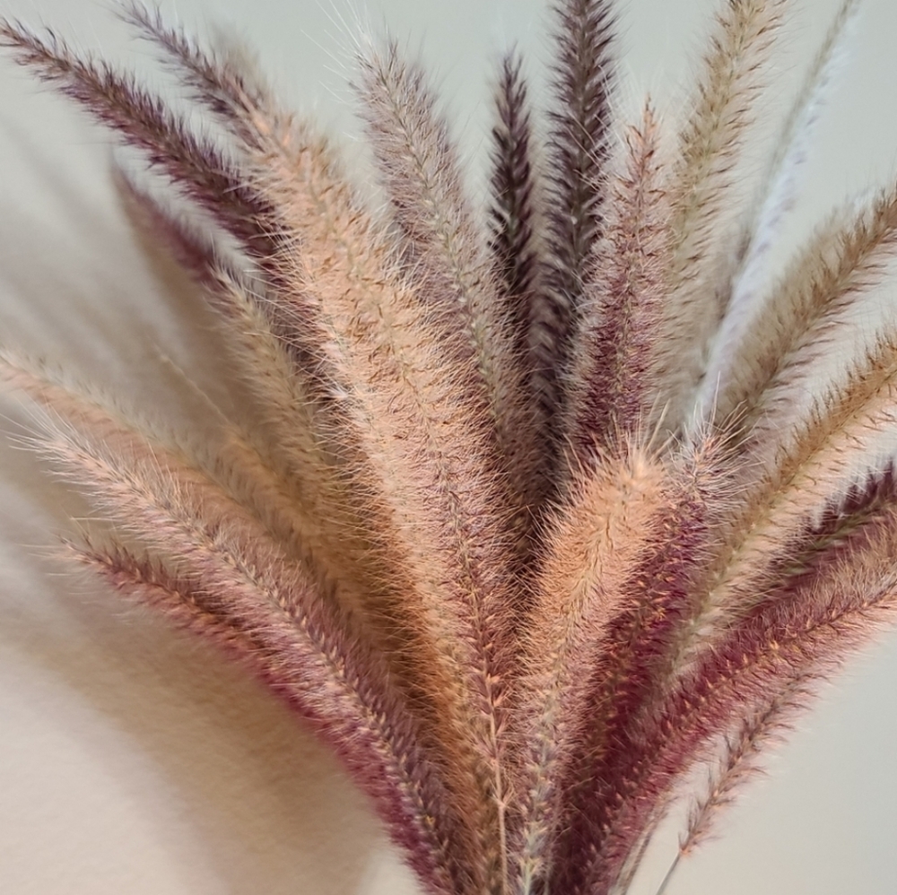 30 Fresh Cut To Order Pampas Grass